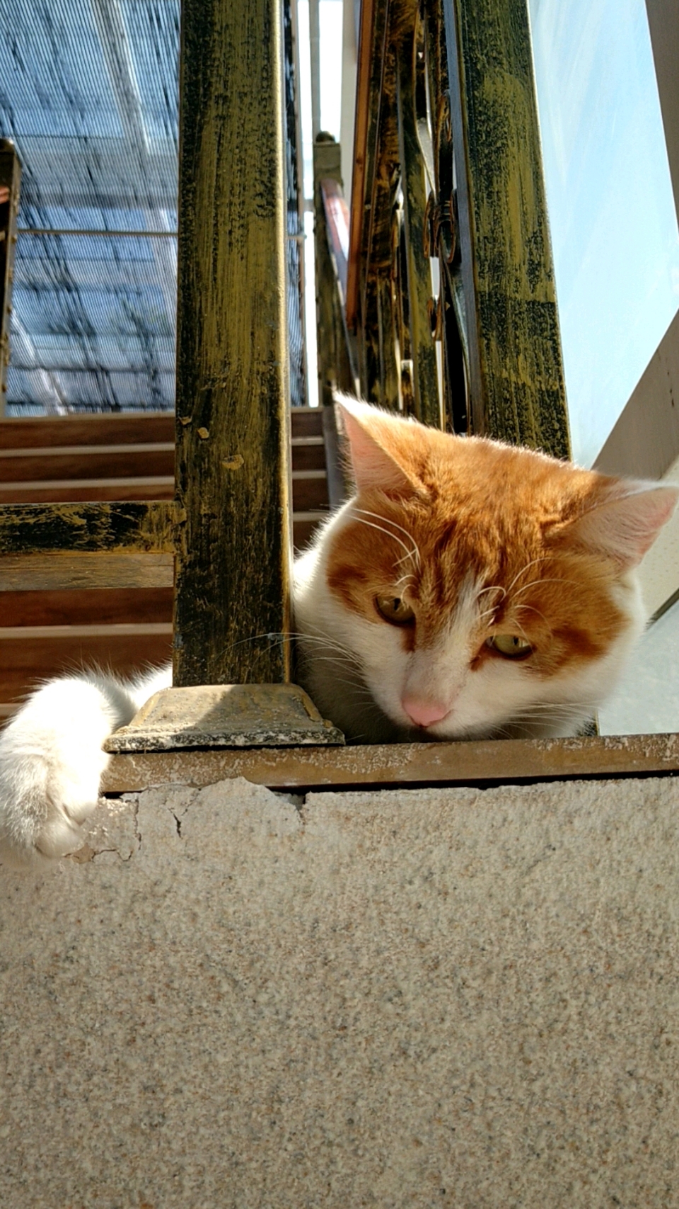 晒太阳的懒喵喵