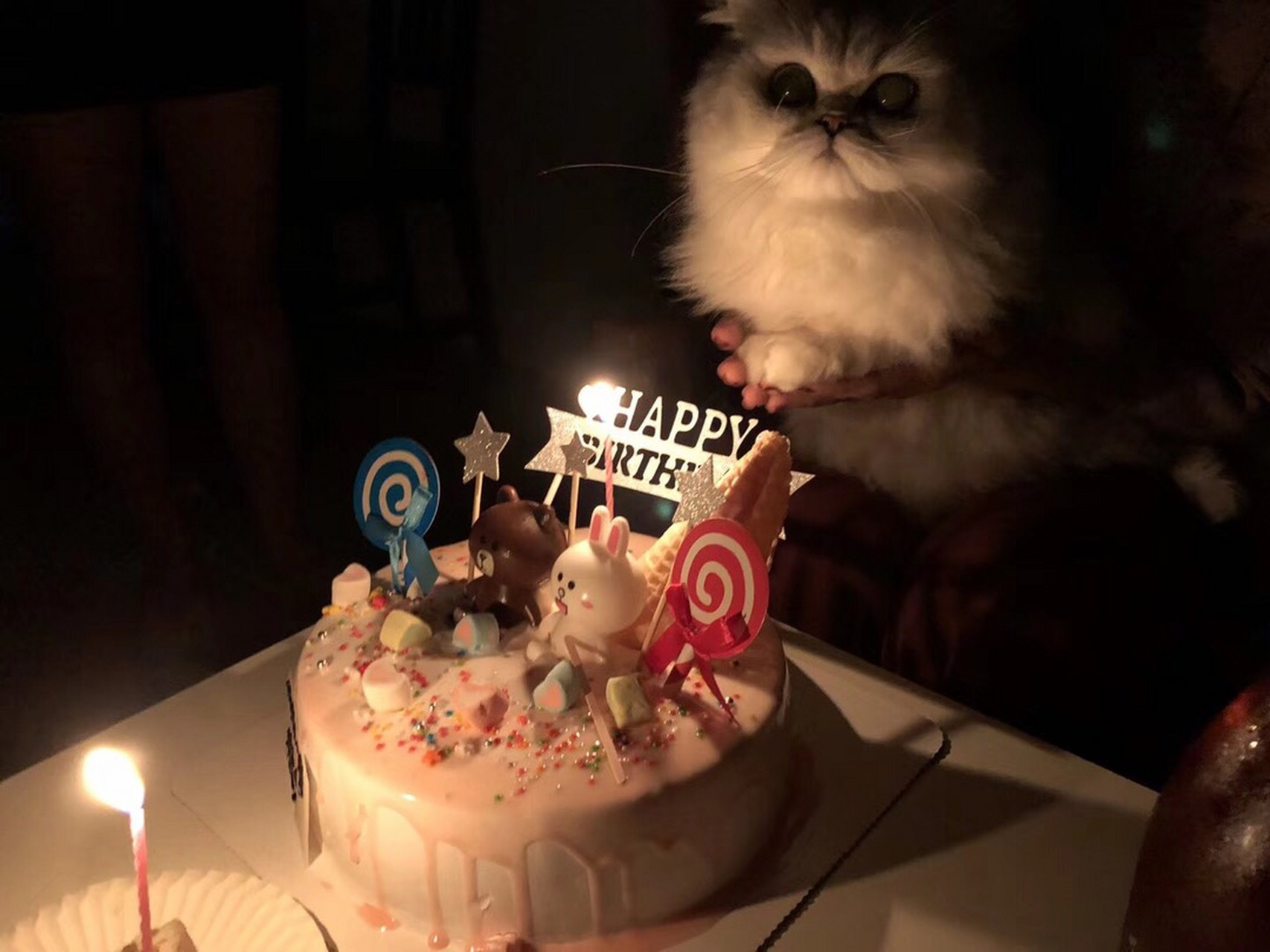 人不如猫系列,话说萌大大自己过生日都没有许愿吹蜡烛的