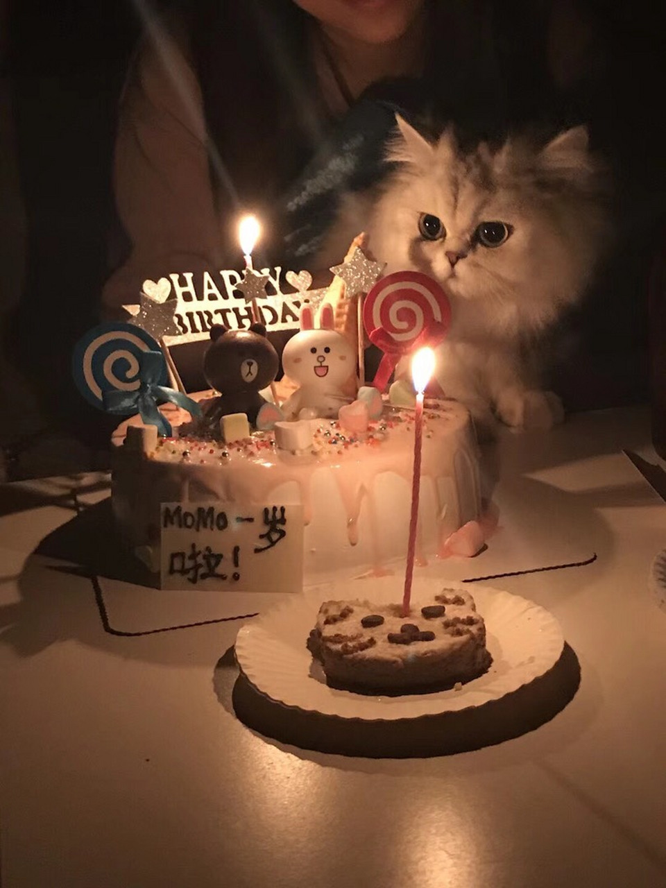 人不如猫系列,话说萌大大自己过生日都没有许愿吹蜡烛的