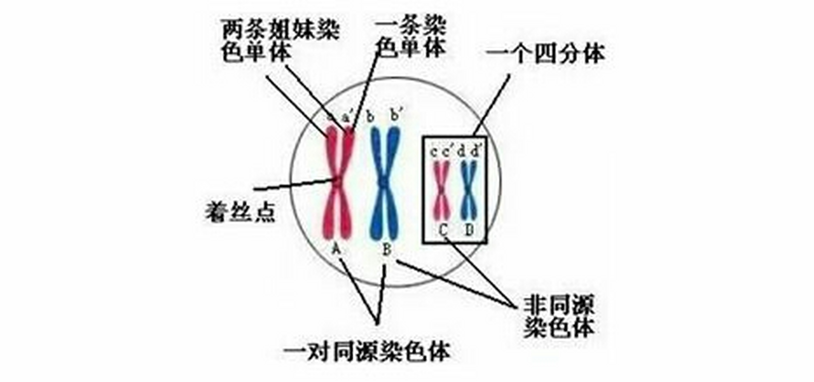【高中生物重要概念梳理】姐妹染色单体和同源染色体:姐妹染色单体是