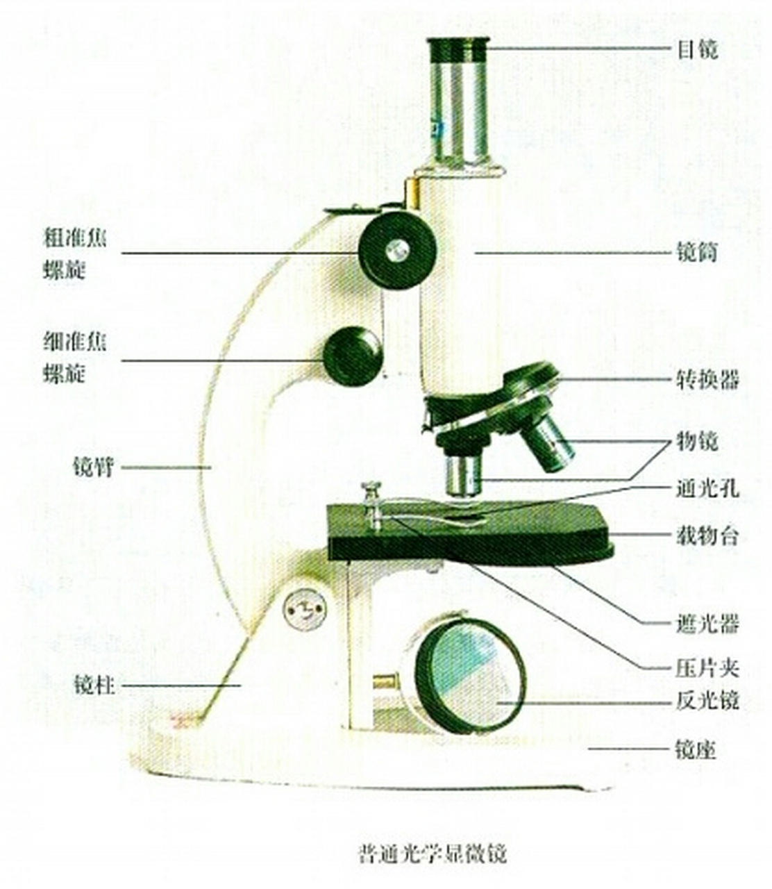 高考生物之显微镜的结构: 光学部分:目镜,镜筒,物镜,遮光器(有大小