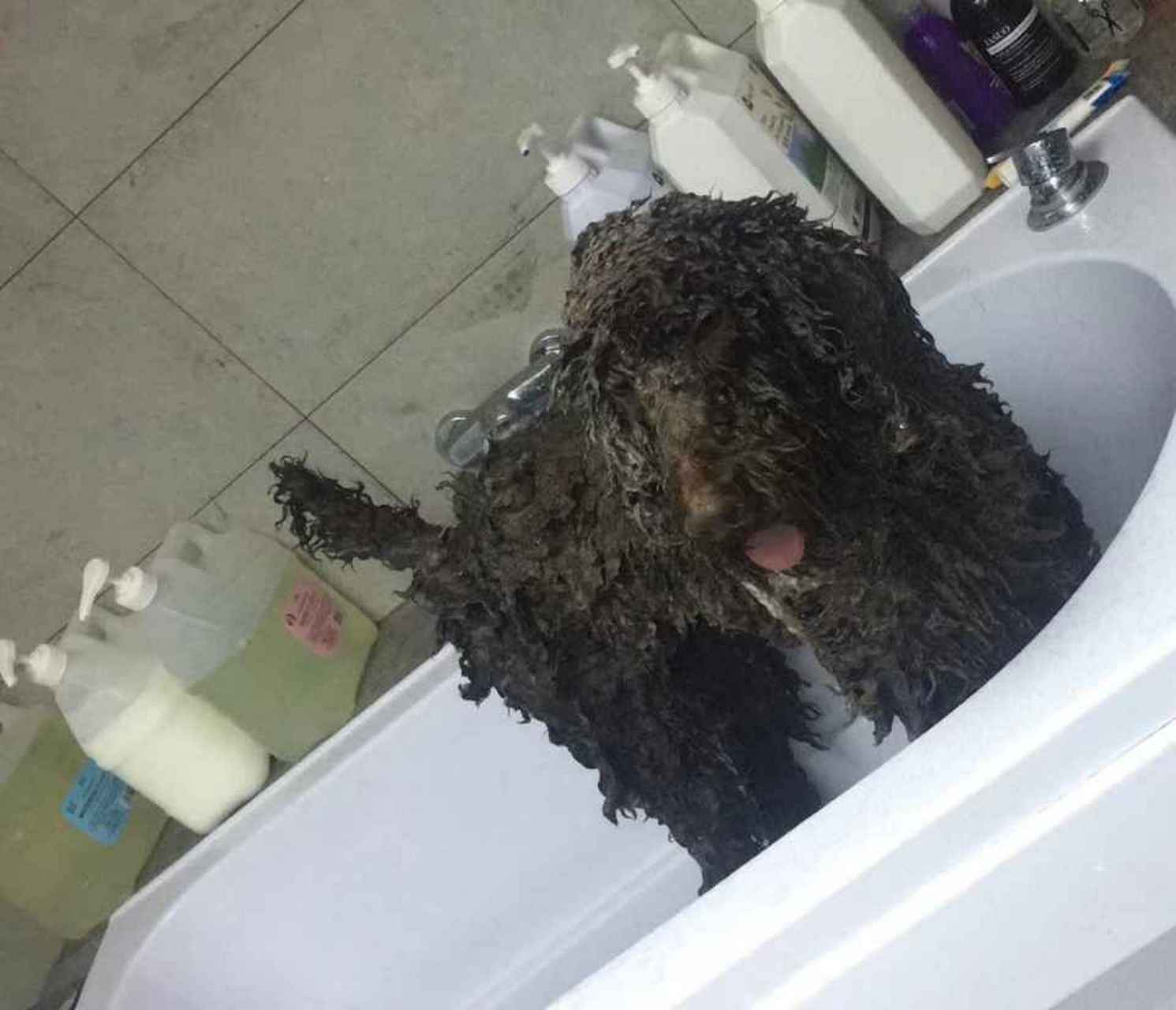 萌宠#  狗狗口香糖中毒症状, 呕吐一般是木糖醇中毒的第一个临床症状