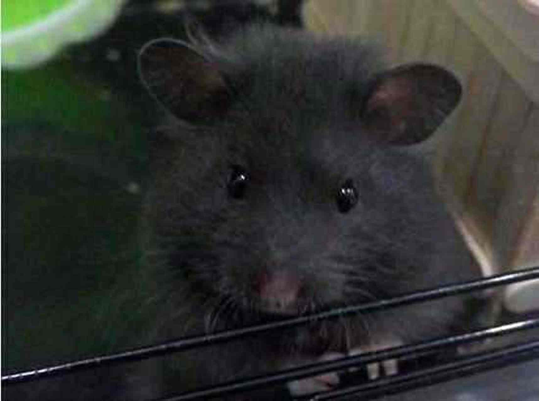 这只仓鼠虽然黑不溜秋,却有个响亮的名字——黑熊,有着一个粉嫩的小