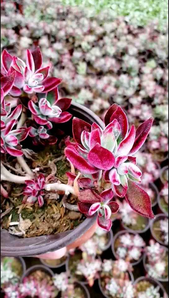 锦晃星,状态美美哒