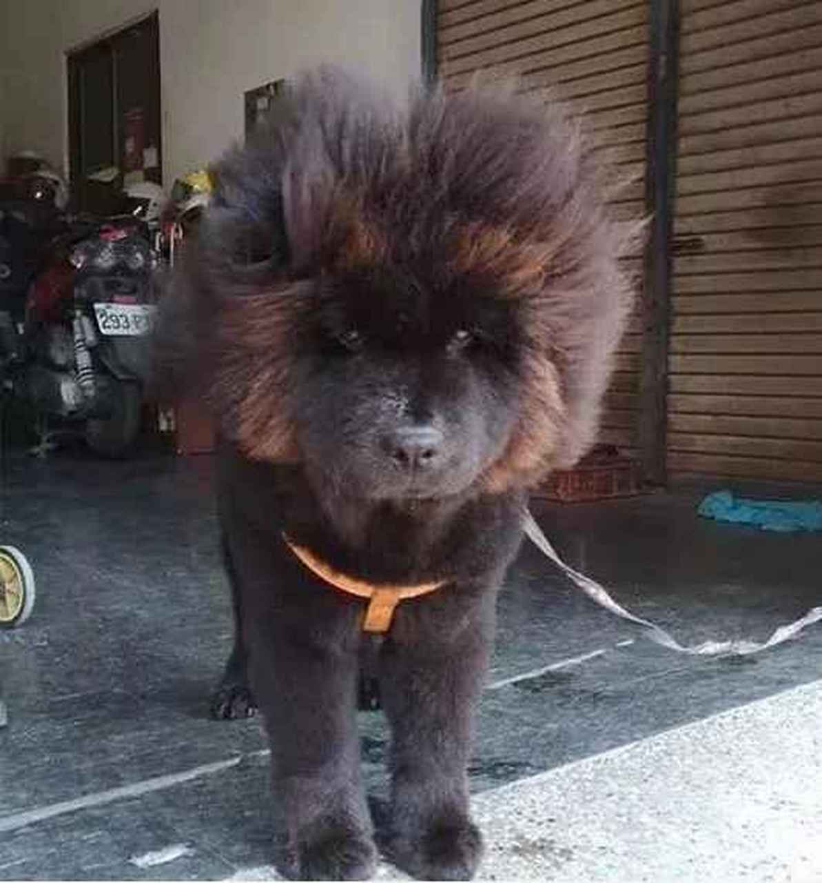 一朝回到解放前!松狮犬洗完澡真实身份就暴露了,原来是赛亚汪!