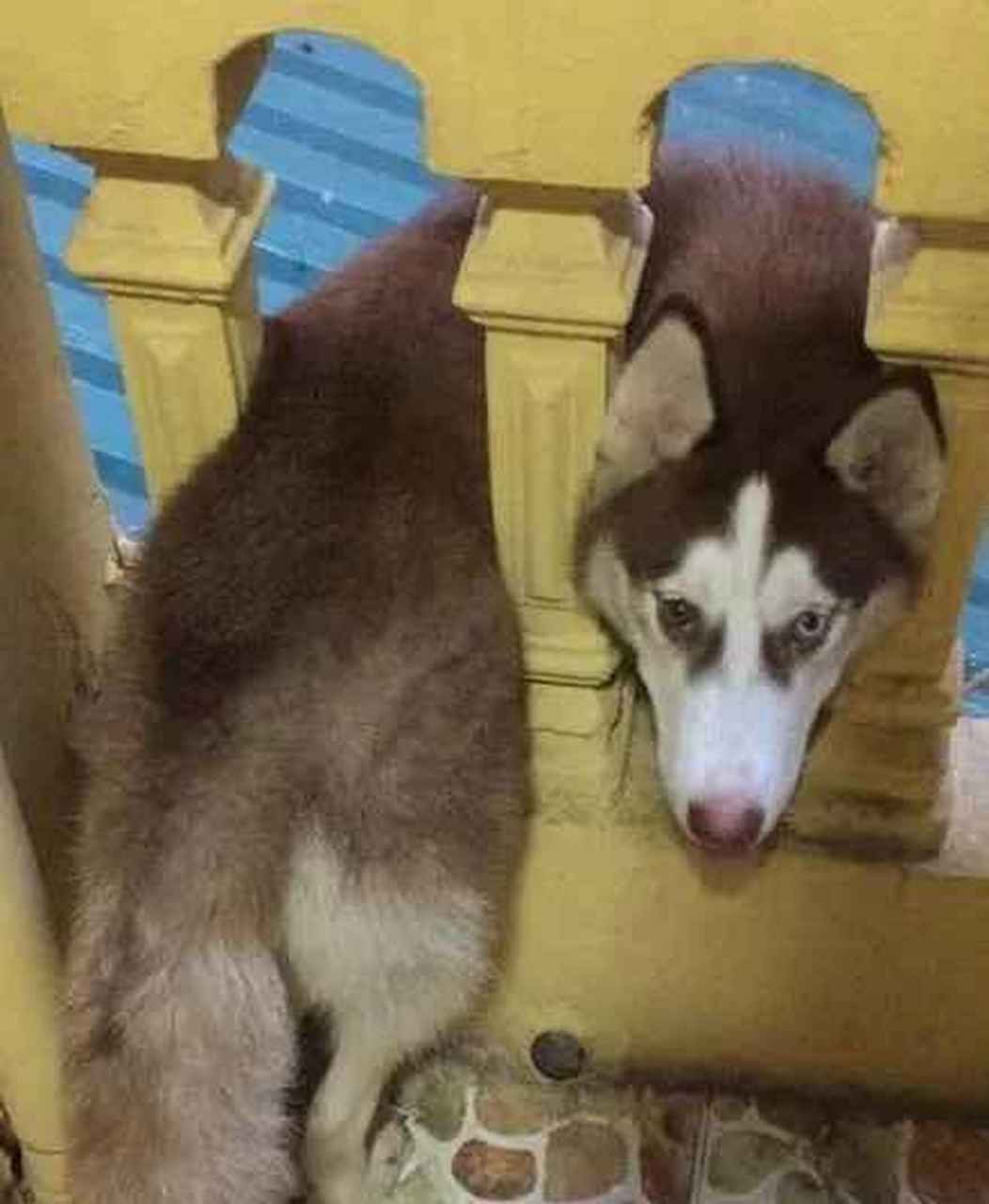 二哈投来求助的眼神,汪:主人帮帮我!这姿势真是绝了.