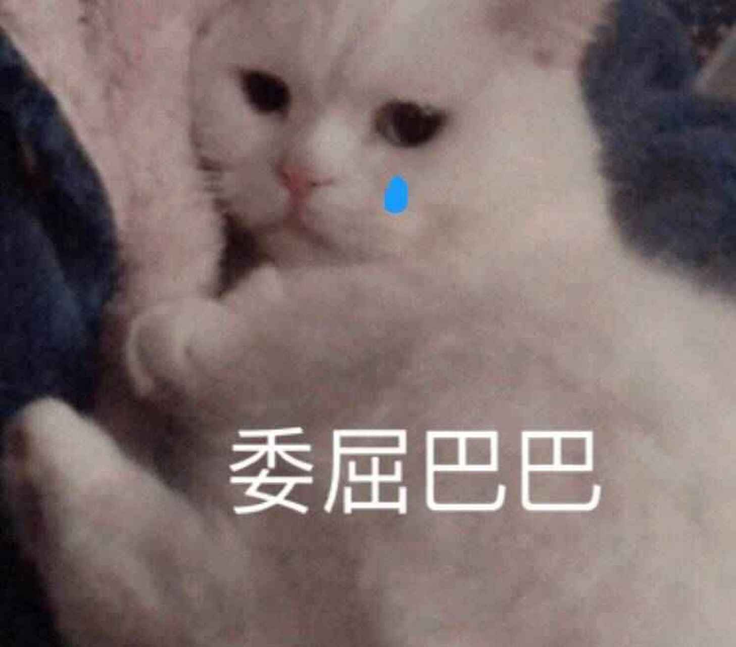 可怜兮兮表情包,咱们喵星人好给力呀!#2018年度神动态