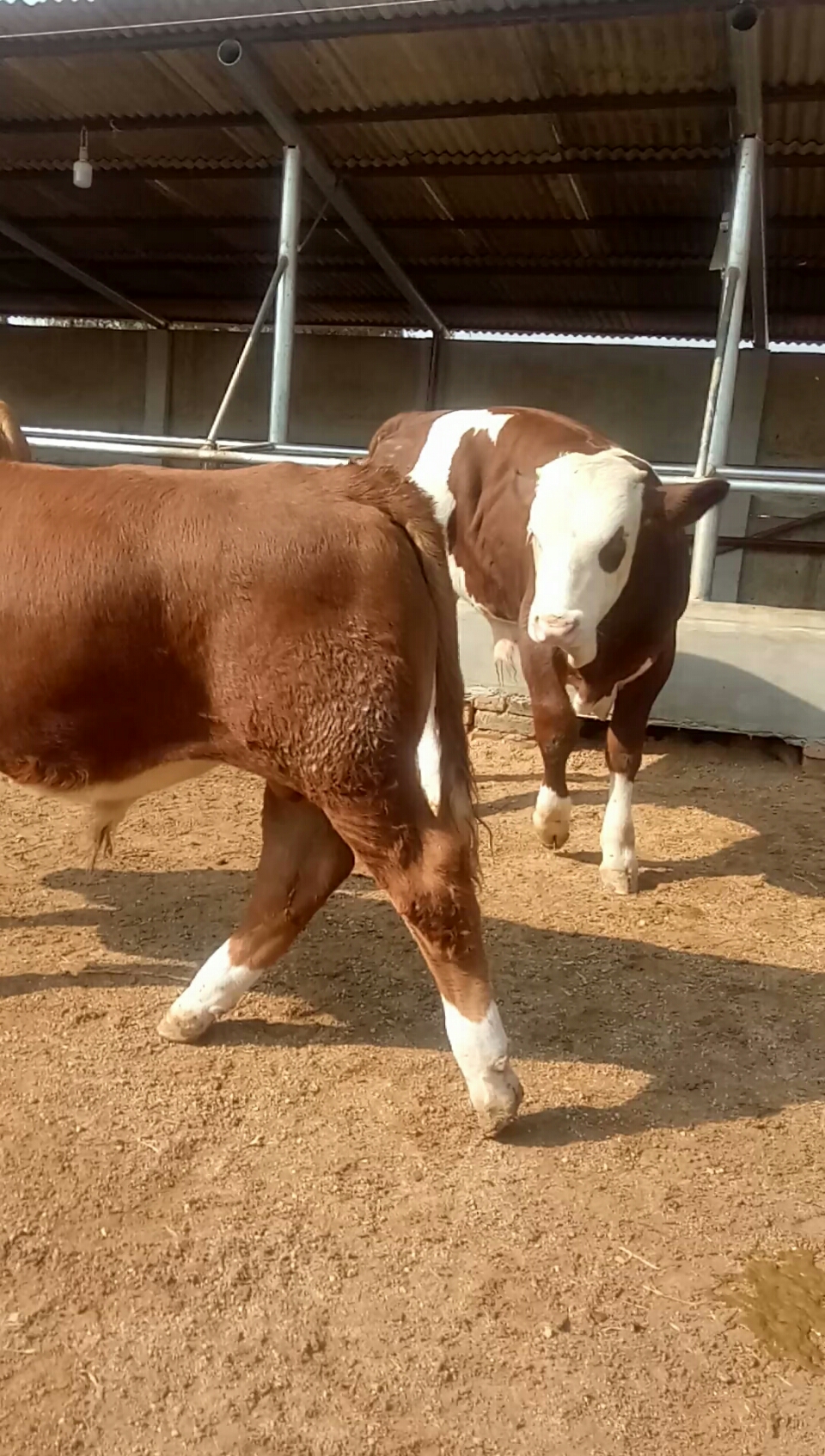 西门塔尔x59种公牛图片图片