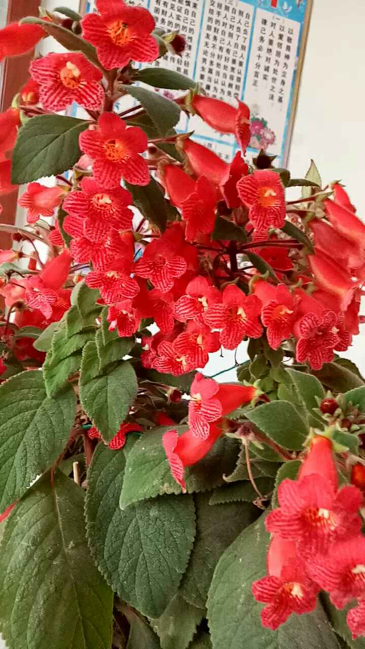 毛灯笼花,开的太多了[大笑]