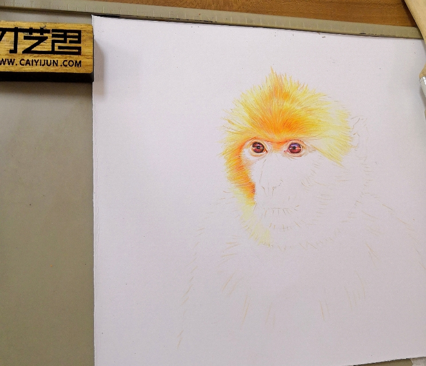 一只有灵气的金丝猴, 彩铅手绘进行时.