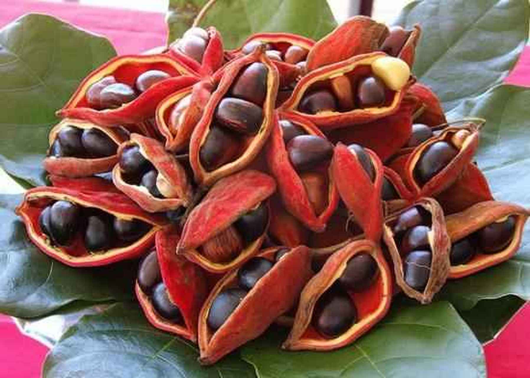 【长相如栗子的豆角】 它叫苹婆,又叫凤眼果.种子煨熟的味道如栗子.