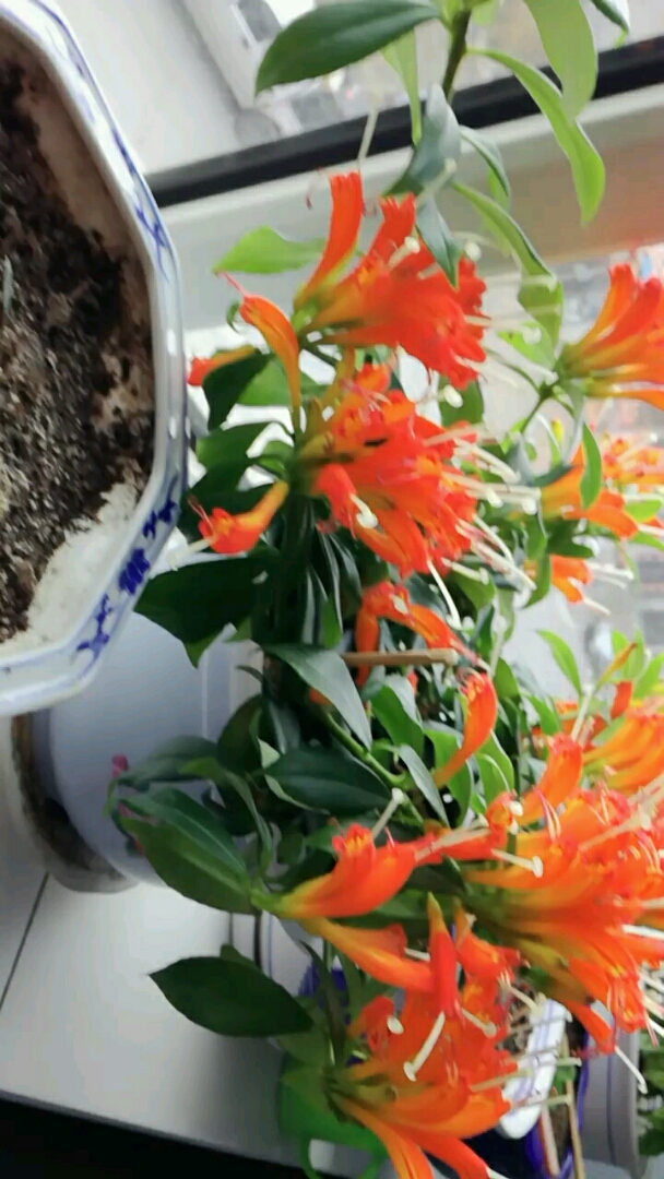 丹凤朝阳花