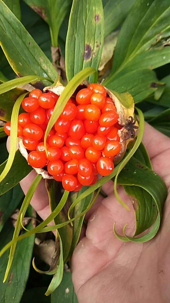 滇重楼矮杆多芽花苞