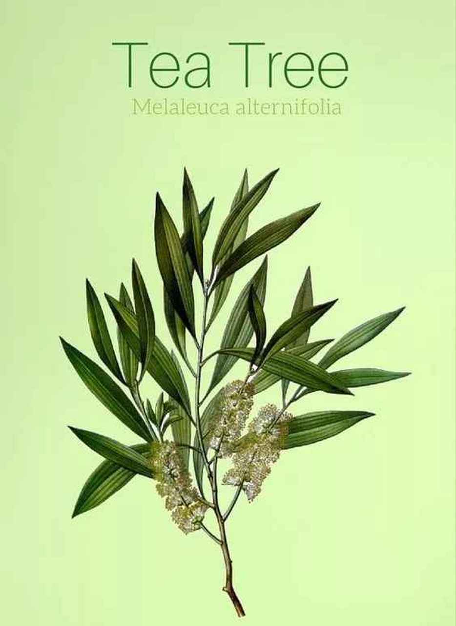 【精油物语】- 茶树 英文名:tea tree 拉丁文名:melaleuca