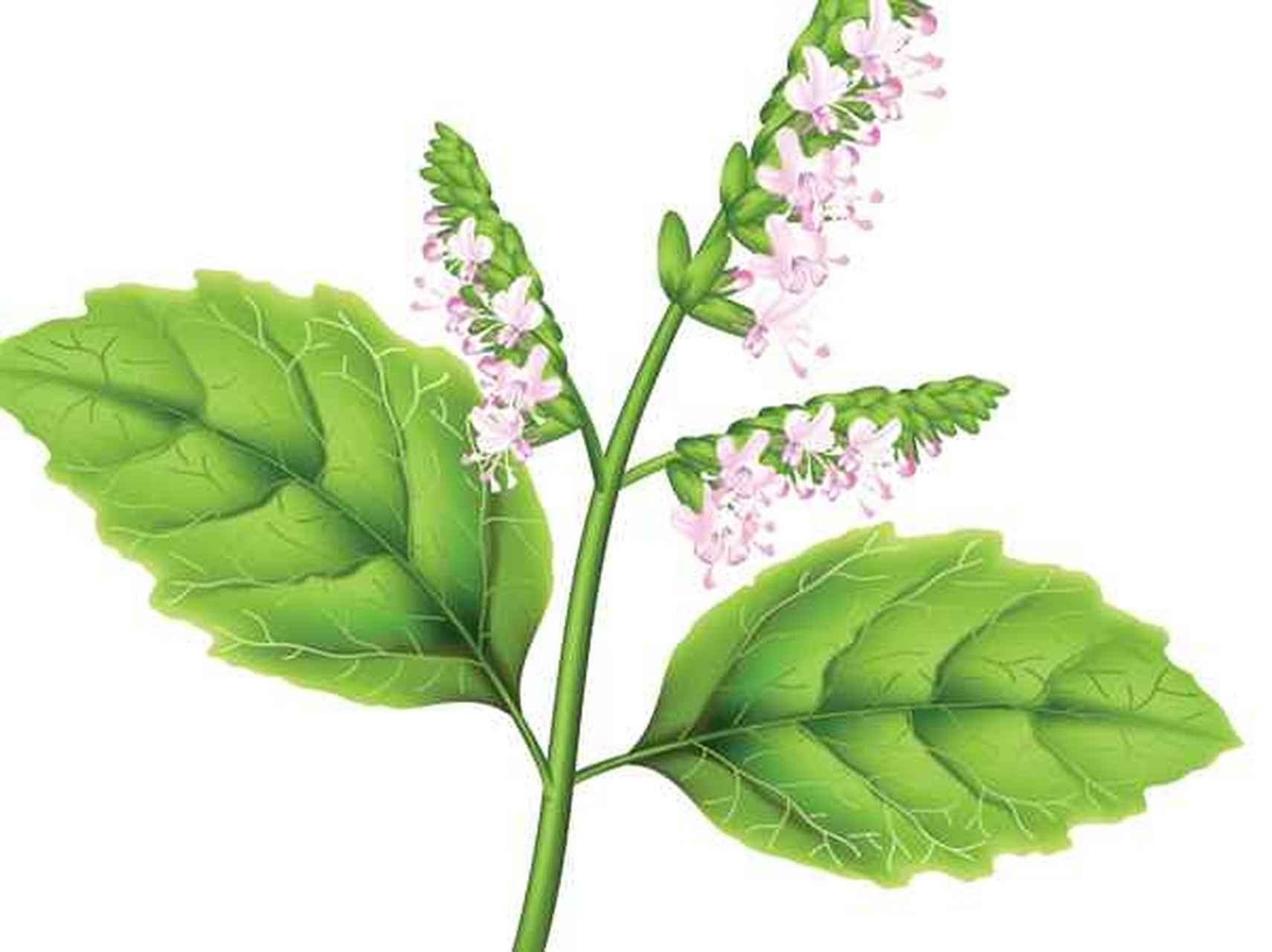 预防疤痕精油-广藿香精油.