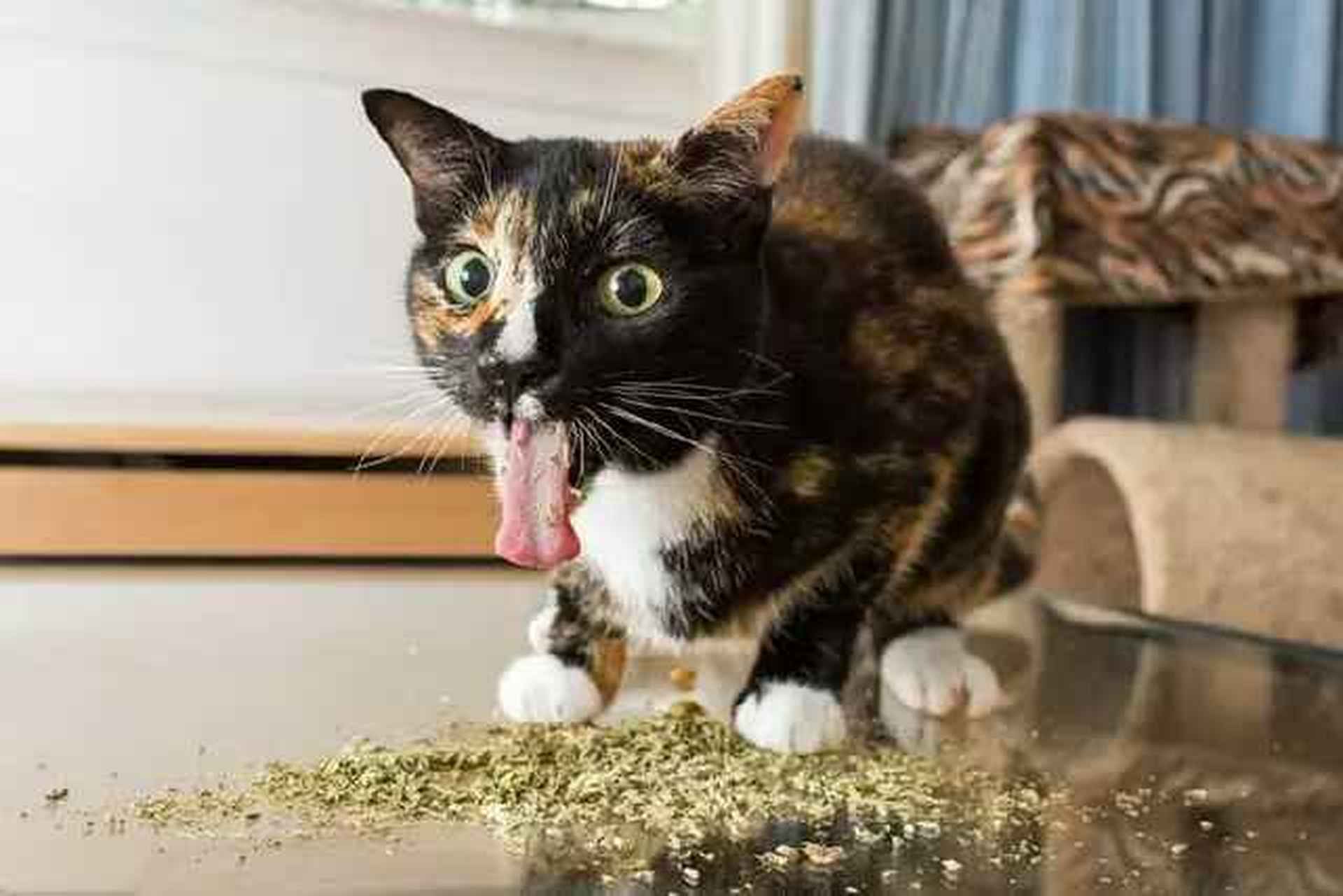 吸猫薄荷的喵喵,表情非常丰富,喵,过瘾!