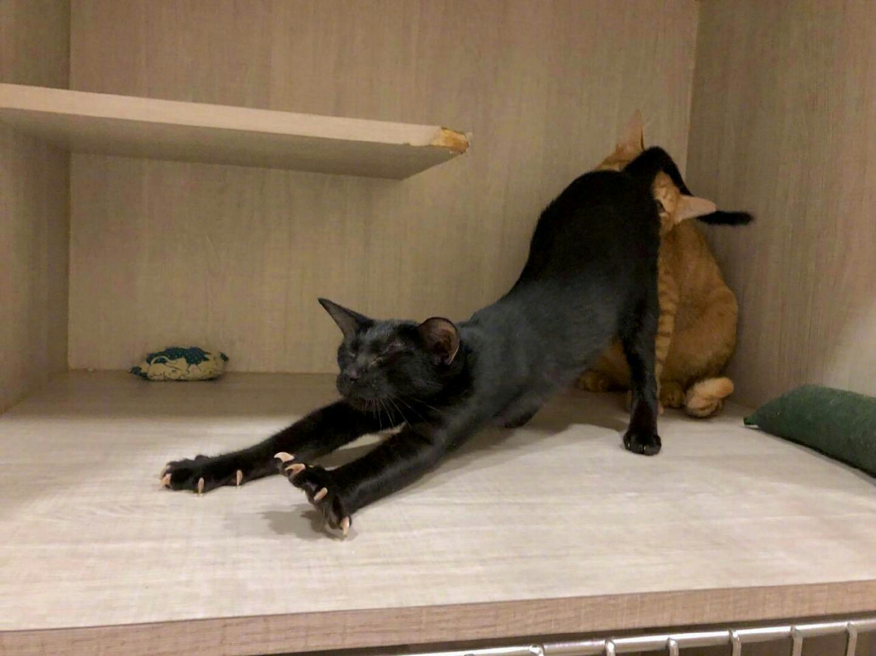 黑猫舒服的伸懒腰,好像有什么不对