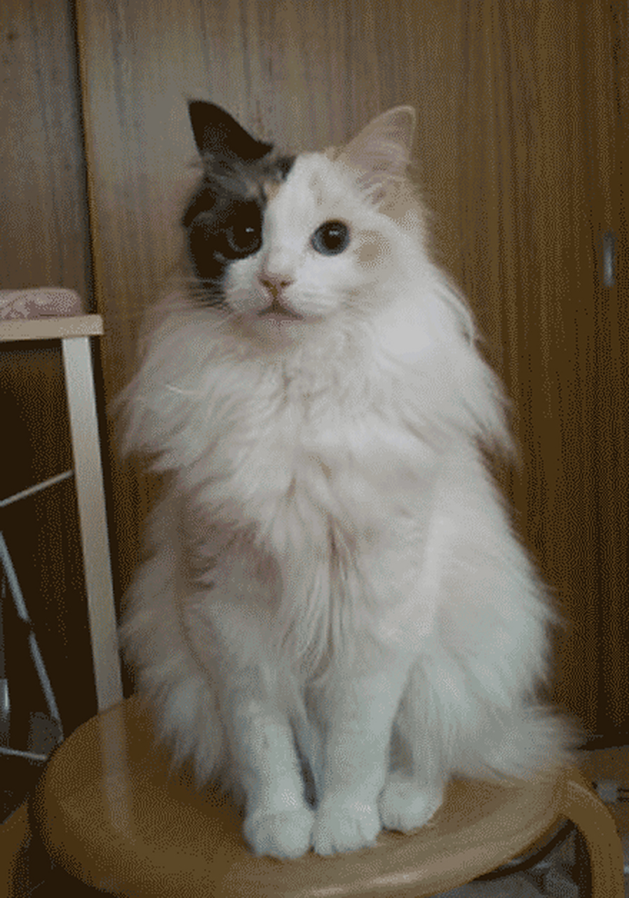 一只阴阳脸的布偶,美翻了