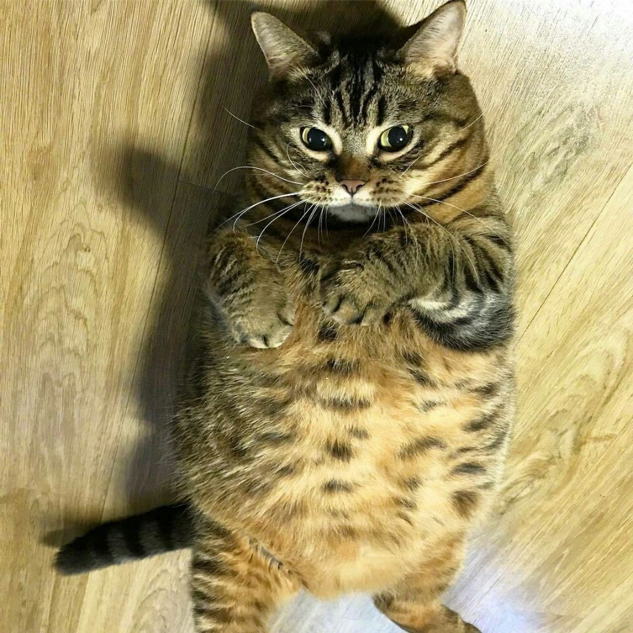 萌宠# "胖虎有纹身了不起啊,不还是胖.