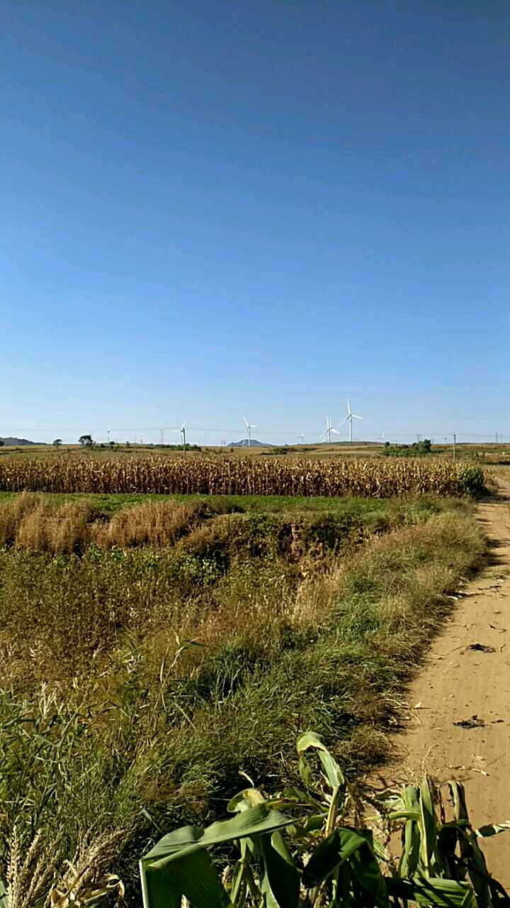 农村的风车阵,荒山荒地有效利用