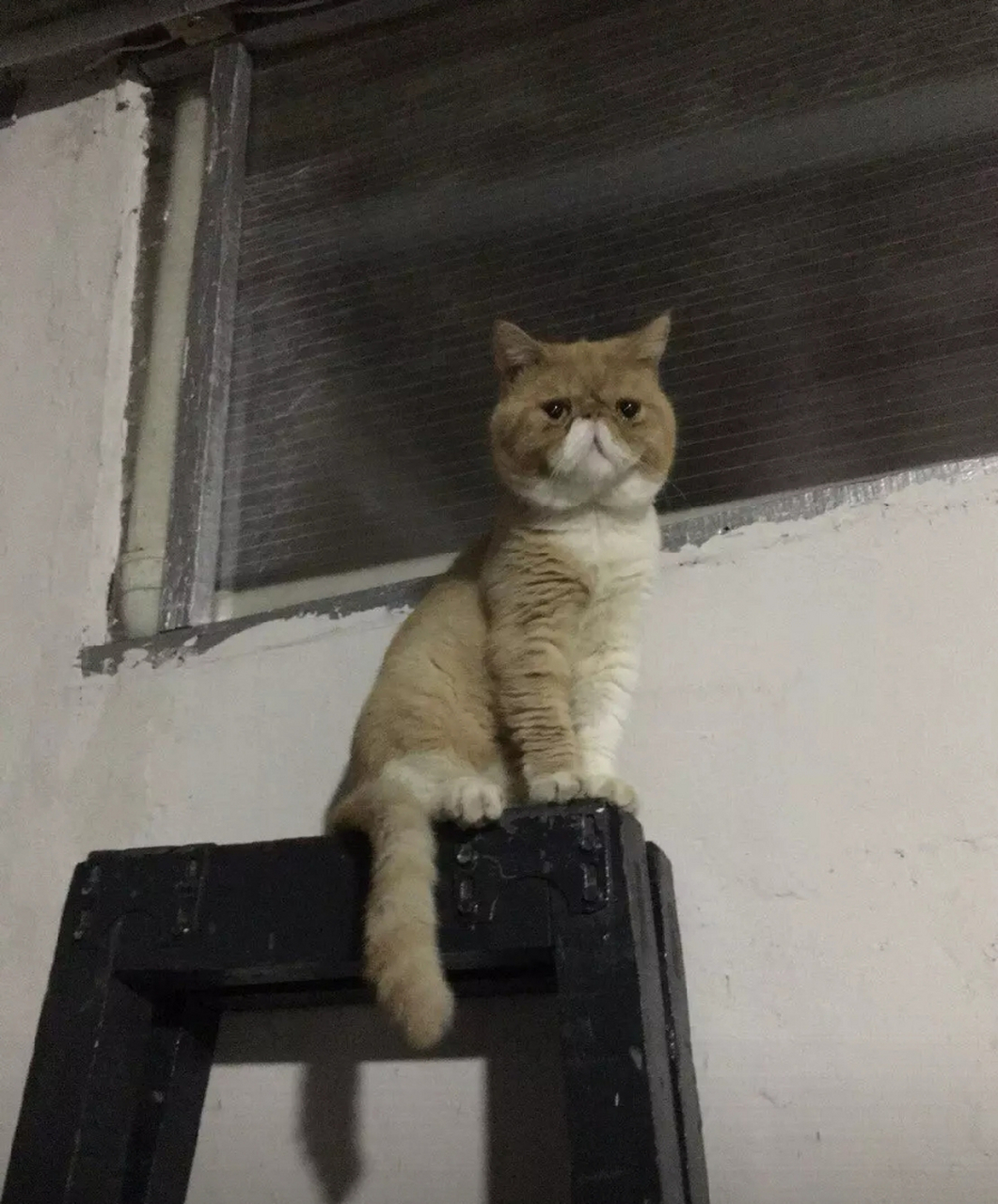 可怜弱小又无助的猫咪,自己作死上去之后,自己又不敢下来!