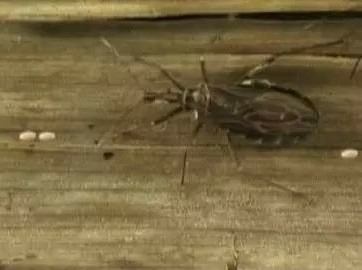 据悉,锥蝽是美洲锥虫病的传播媒介,该病隐匿期二三十年,若不及时治疗