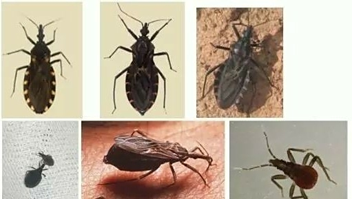 据悉,锥蝽是美洲锥虫病的传播媒介,该病隐匿期二三十年,若不及时治疗