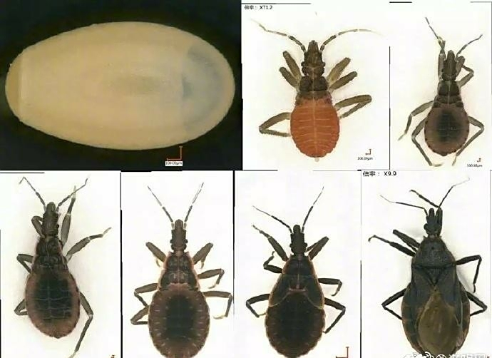 据悉,锥蝽是美洲锥虫病的传播媒介,该病隐匿期二三十年,若不及时治疗