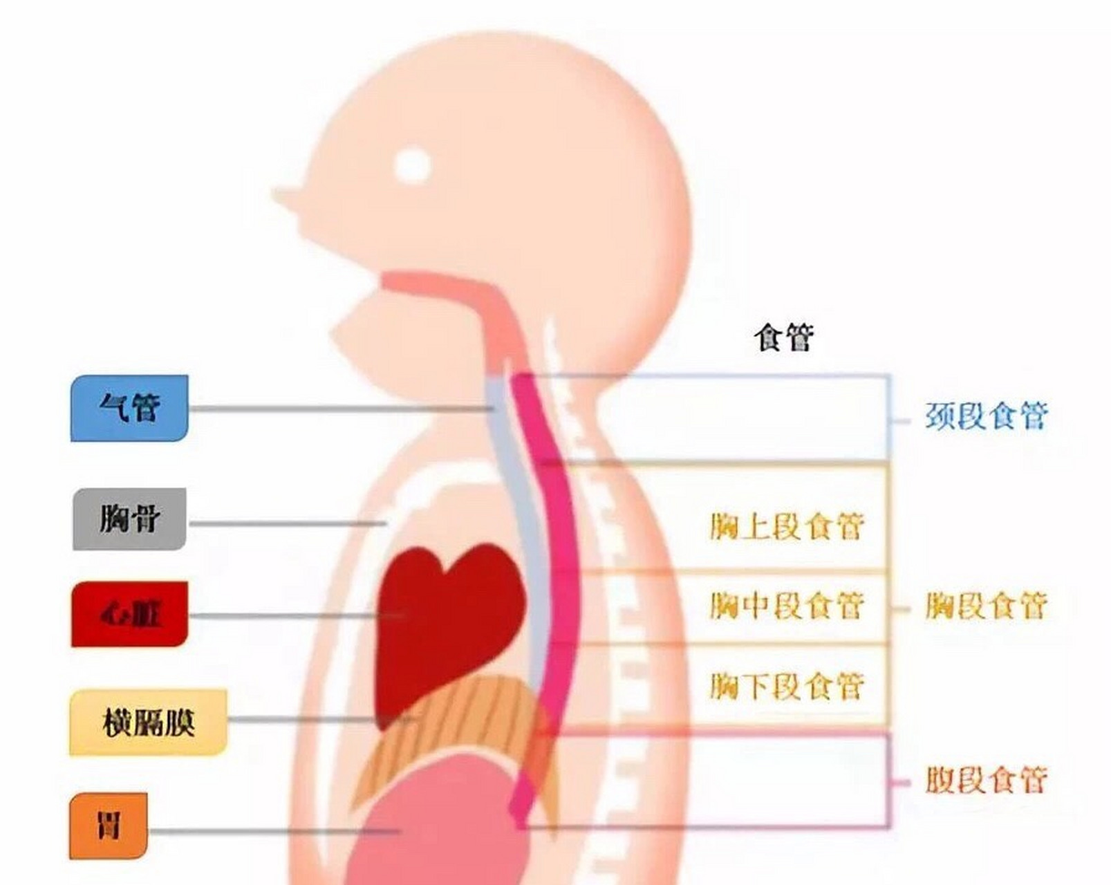 食道在什么位置图片图片