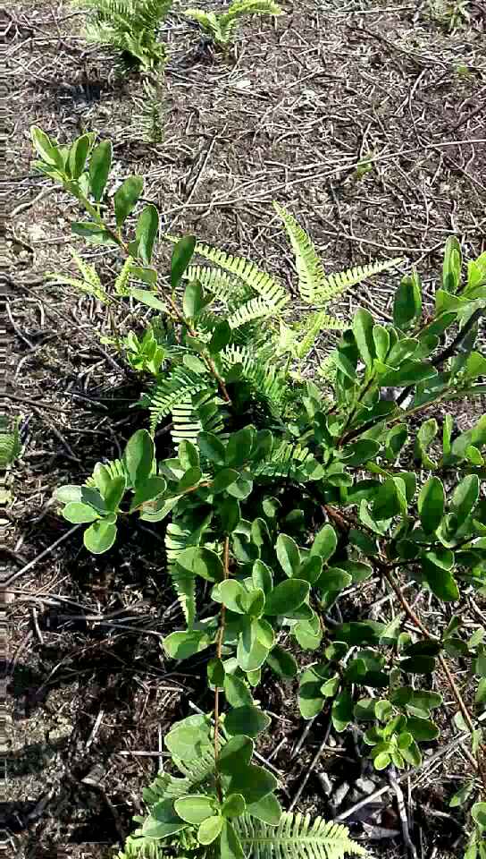 酸藤子,一种叶子酸酸甜甜可以直接吃的植物