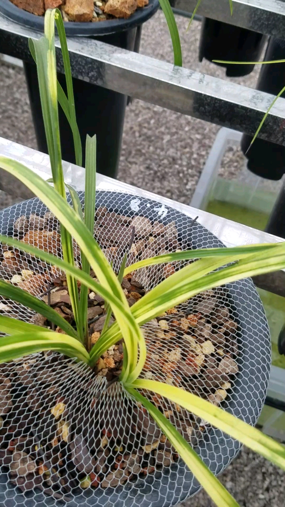 亮得晃眼得的蕙兰大虎斑草!