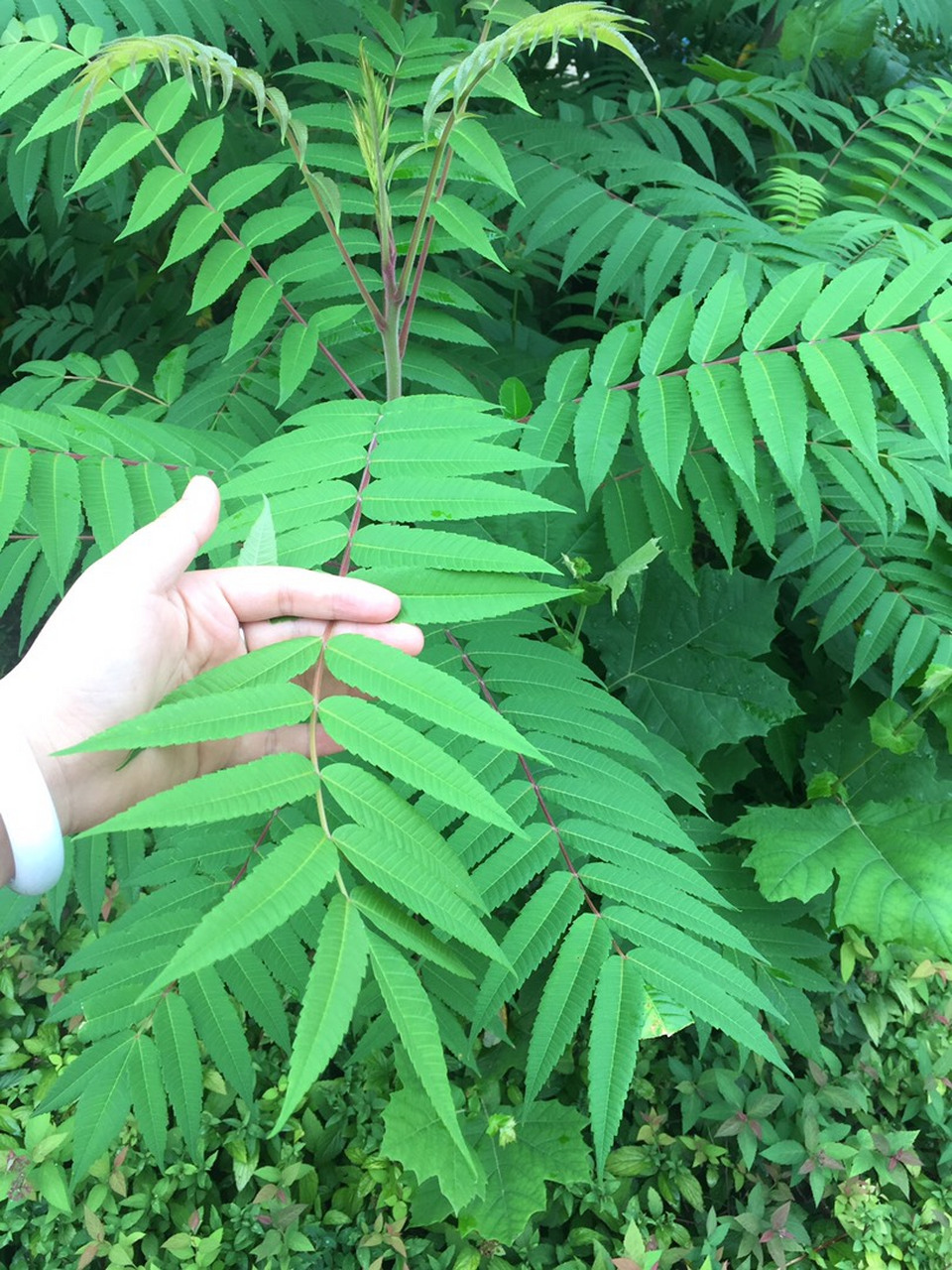 香椿与臭椿的区别图片图片