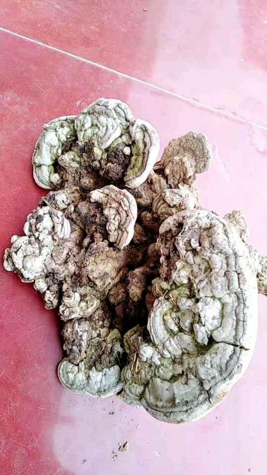 这个木芝特别大