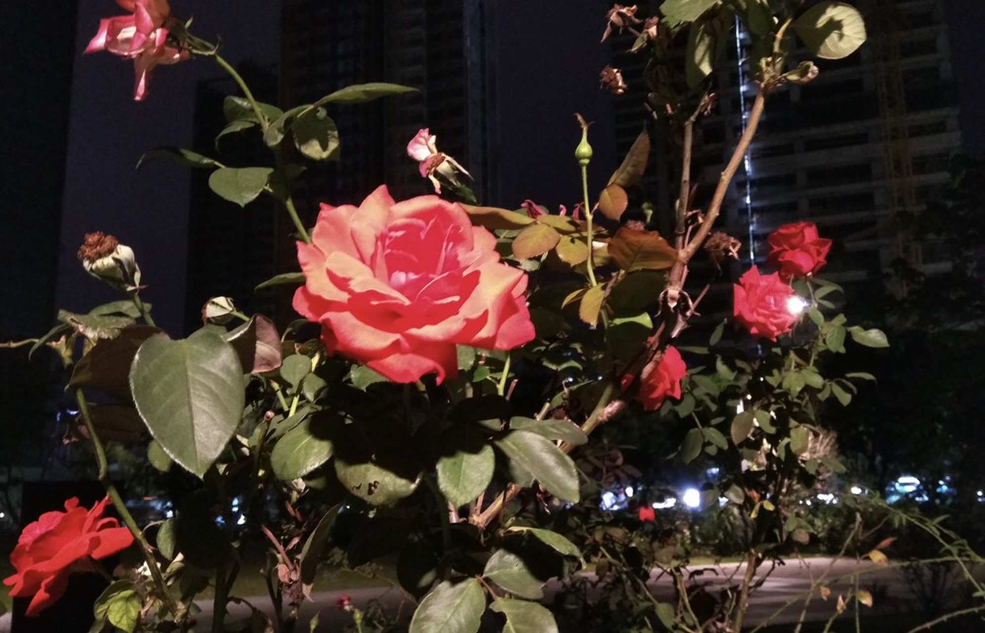 随手拍 北方大雪飘,南国花正艳.摄于深圳香蜜公园.