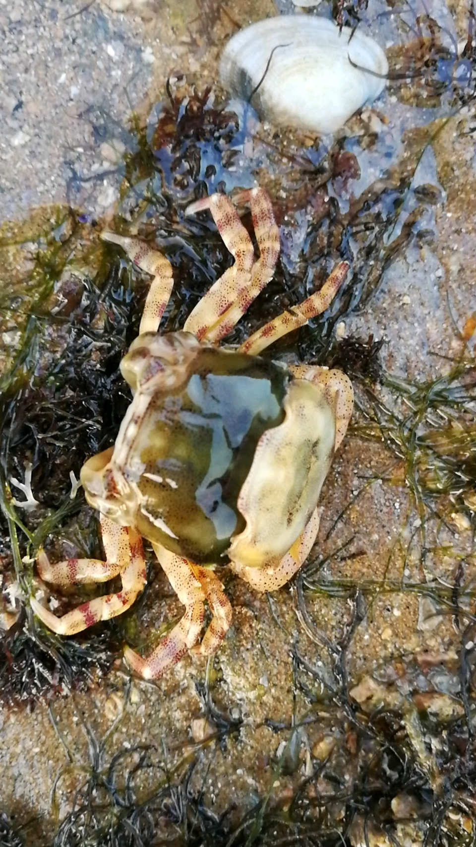 螃蟹蜕壳了,又长大了一岁,刚脱壳的螃蟹比鱼的身体还柔软呢