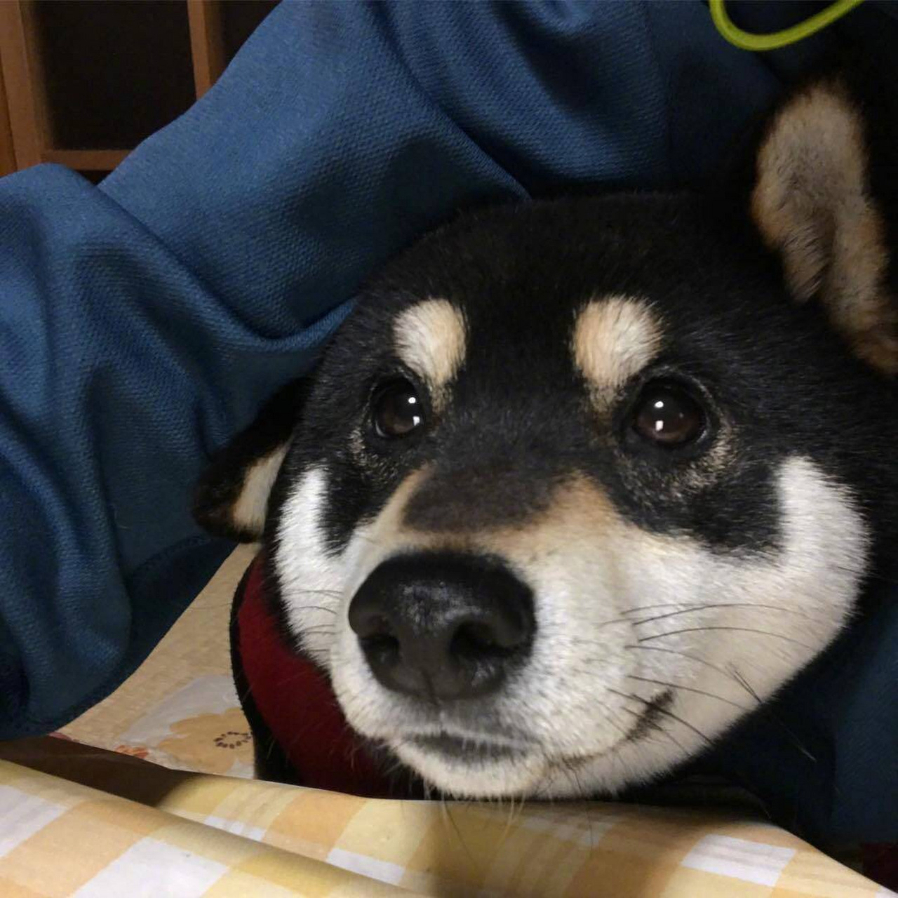 岛国网友家有一只黑色的柴犬,特别喜欢钻进主人的臂弯下.