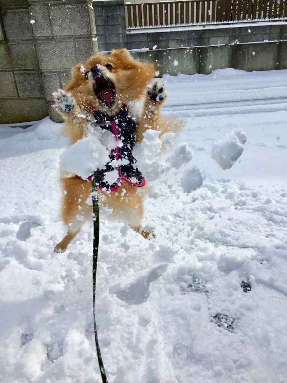 雪地里玩耍的博美,抑制不住的兴奋