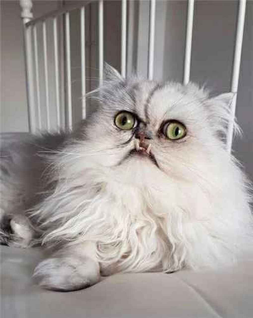 还记得上次那只长得像奶奶的猫吗?这次猫咪闯进了大哥的屋内.