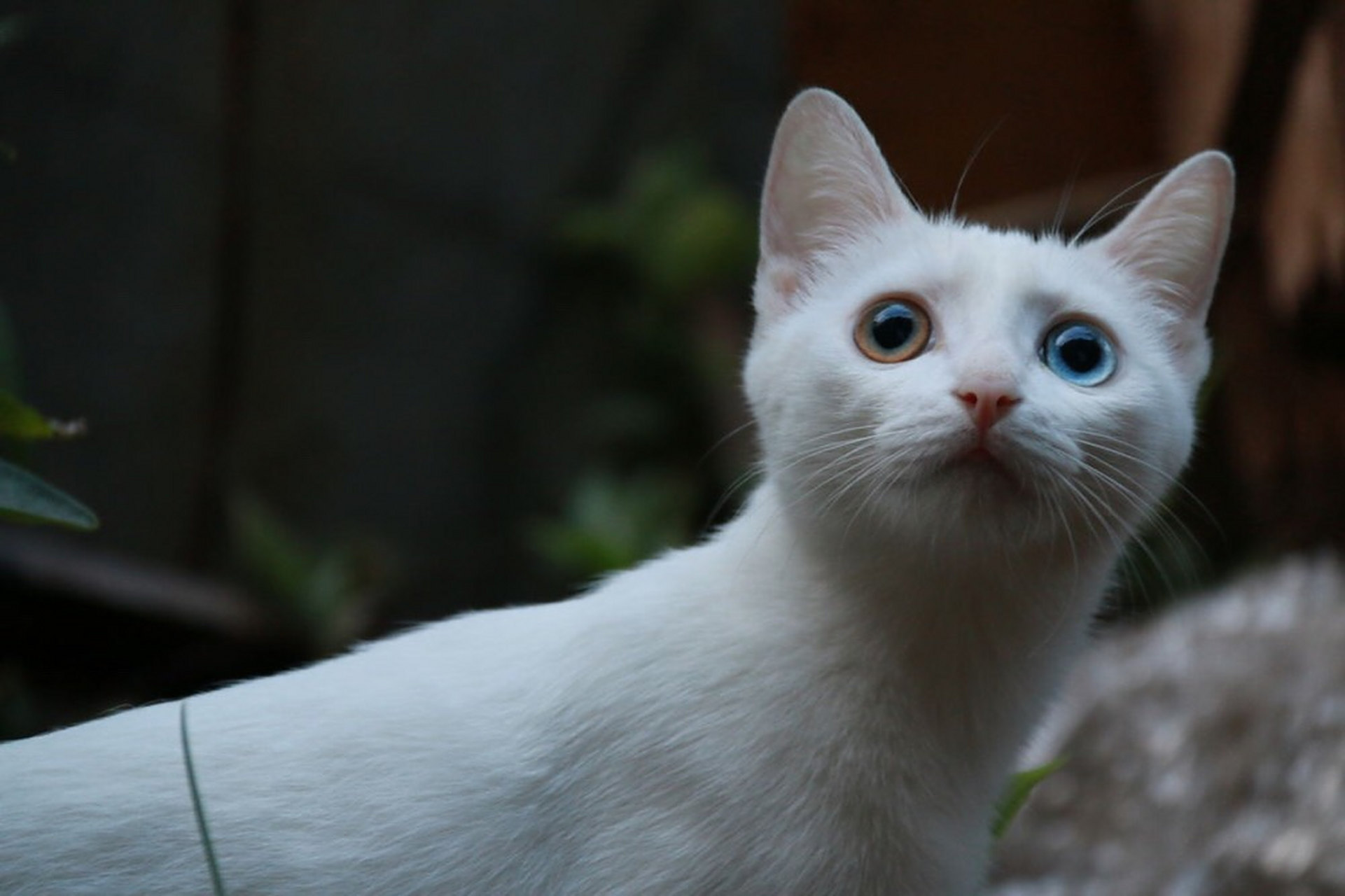 喵星人#  猫叫综合征,患者第5号染色体短臂缺失,故又名5p—综合征为 